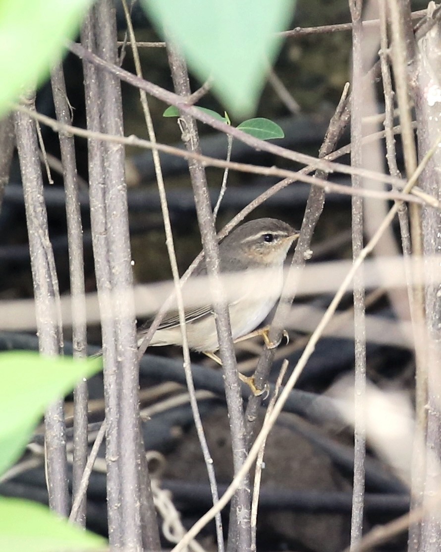 עלווית כהה - ML647668738