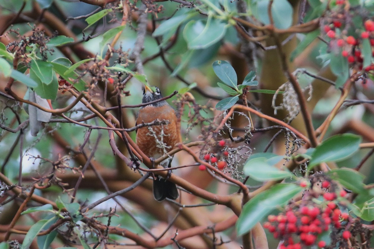 קיכלי נודד - ML647668739