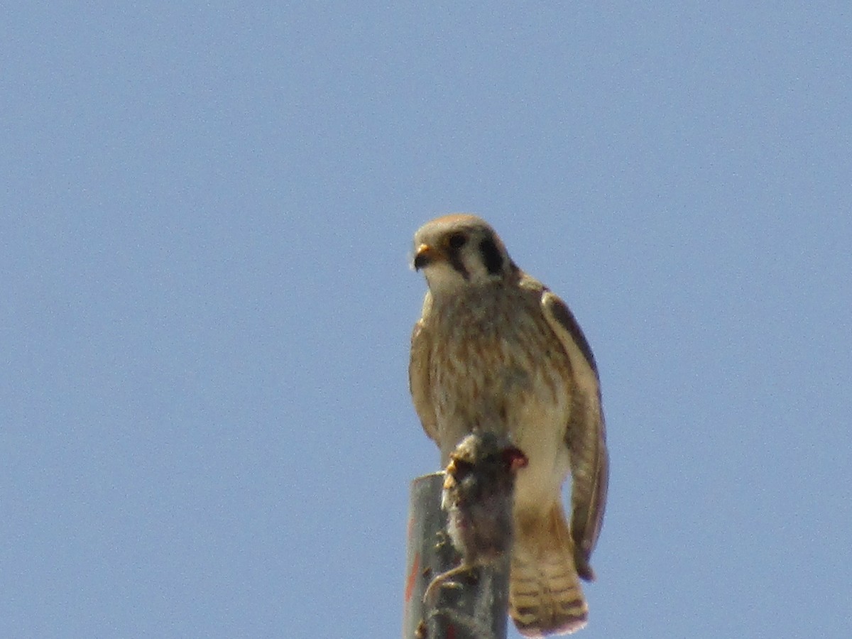 בז אמריקני - ML647668740
