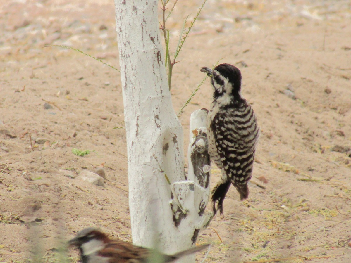 Ladder-backed Woodpecker - ML647668741