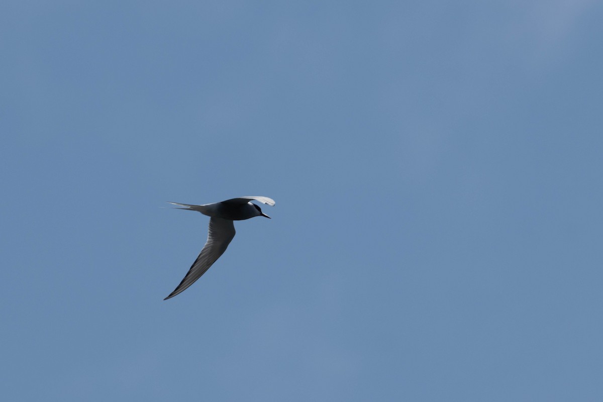 שחפית קוטב - ML647668742