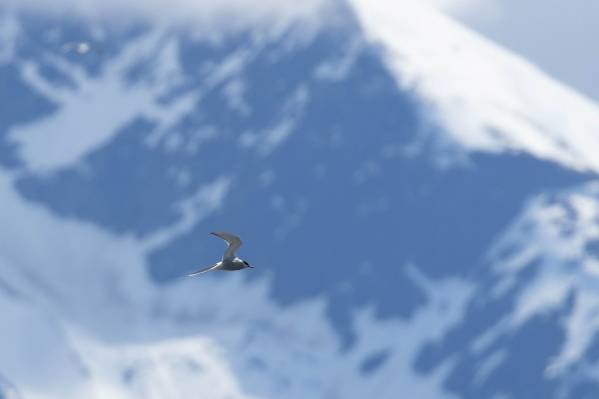 שחפית קוטב - ML647668743