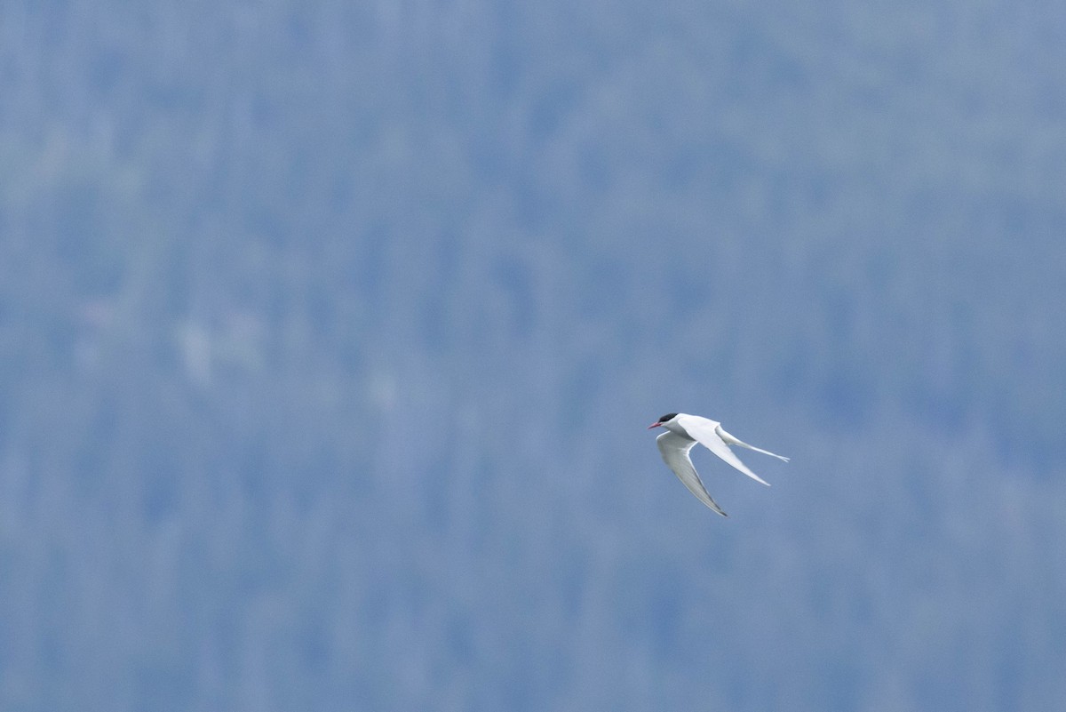 שחפית קוטב - ML647668744