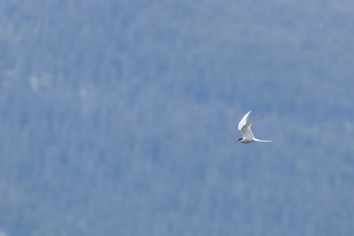 שחפית קוטב - ML647668745