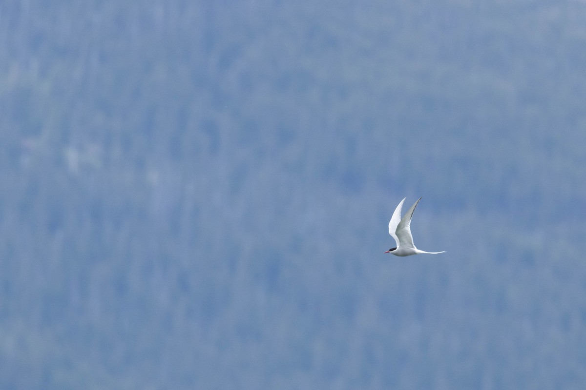שחפית קוטב - ML647668746