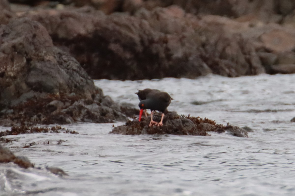 Black Oystercatcher - ML647668747