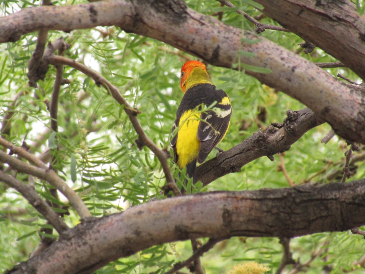 Western Tanager - ML647668748