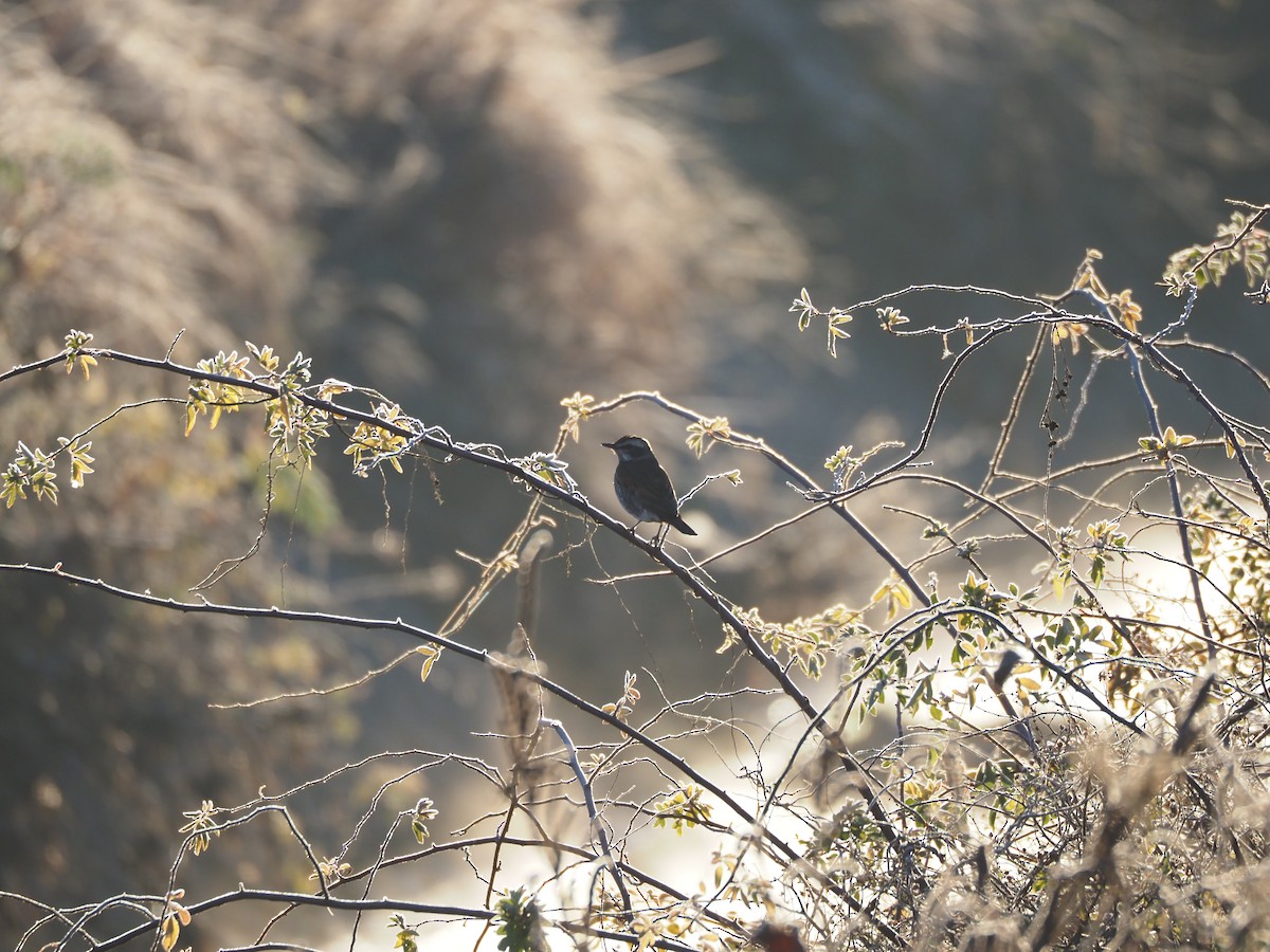 קיכלי חום-כנף - ML647668749