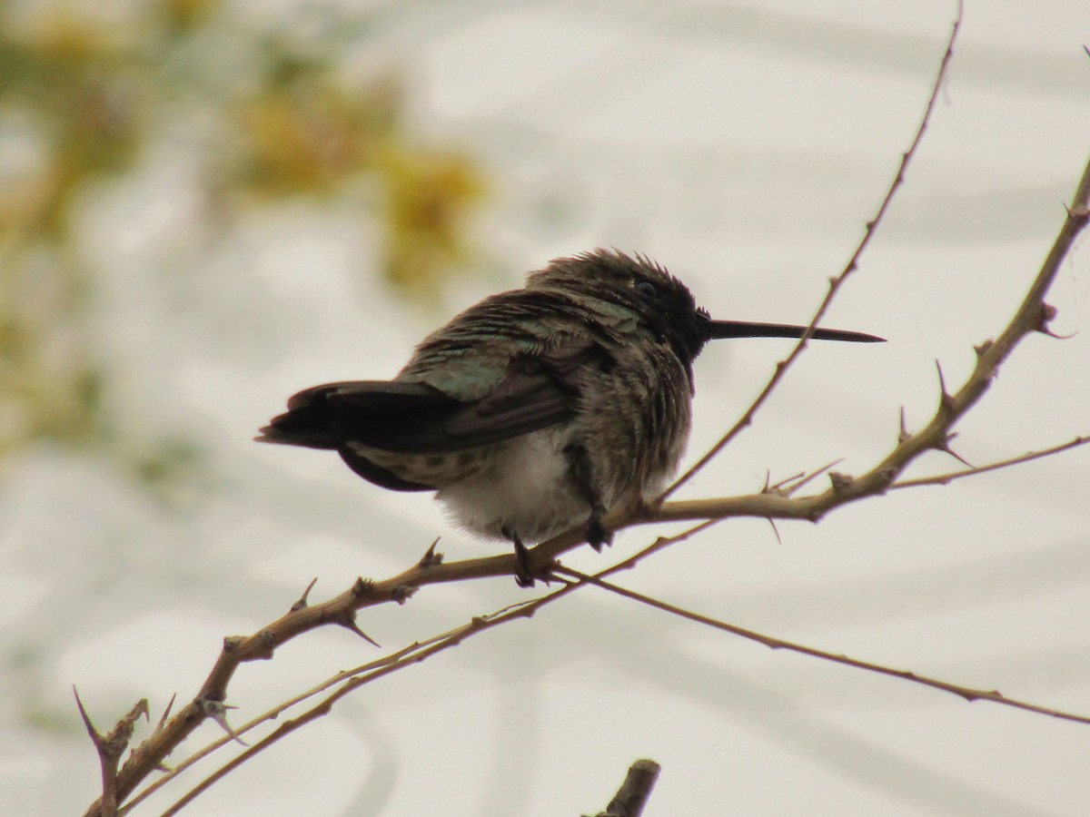 Black-chinned Hummingbird - ML647668750