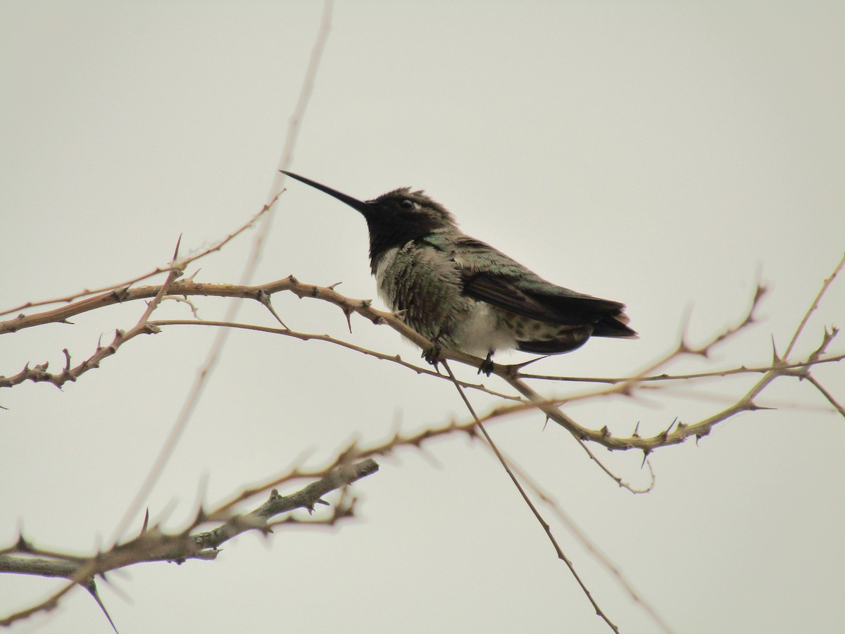 Black-chinned Hummingbird - ML647668751