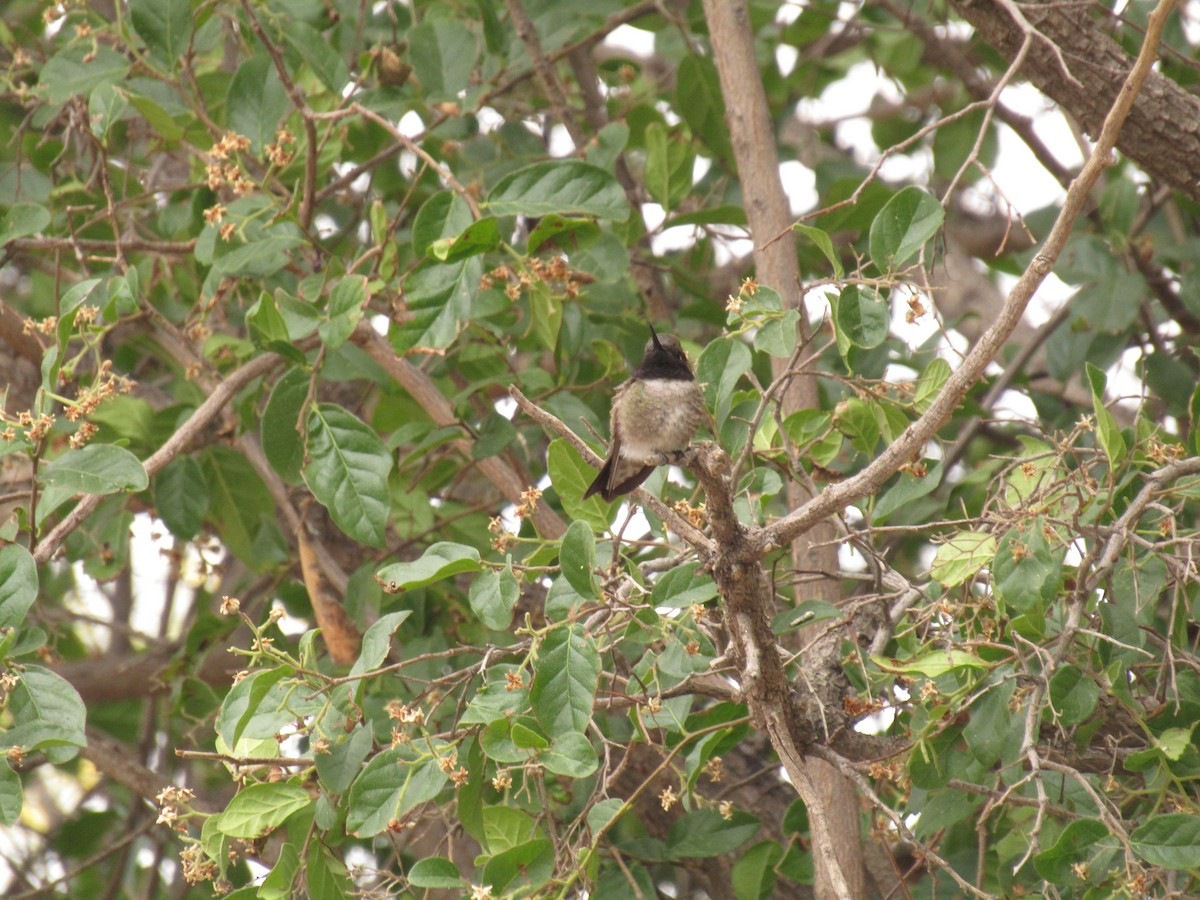 Black-chinned Hummingbird - ML647668752
