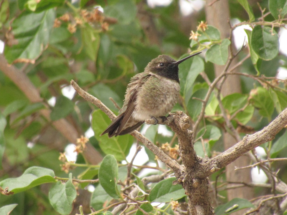Black-chinned Hummingbird - ML647668753