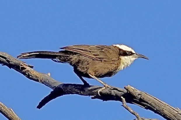 Hall's Babbler - ML647668757
