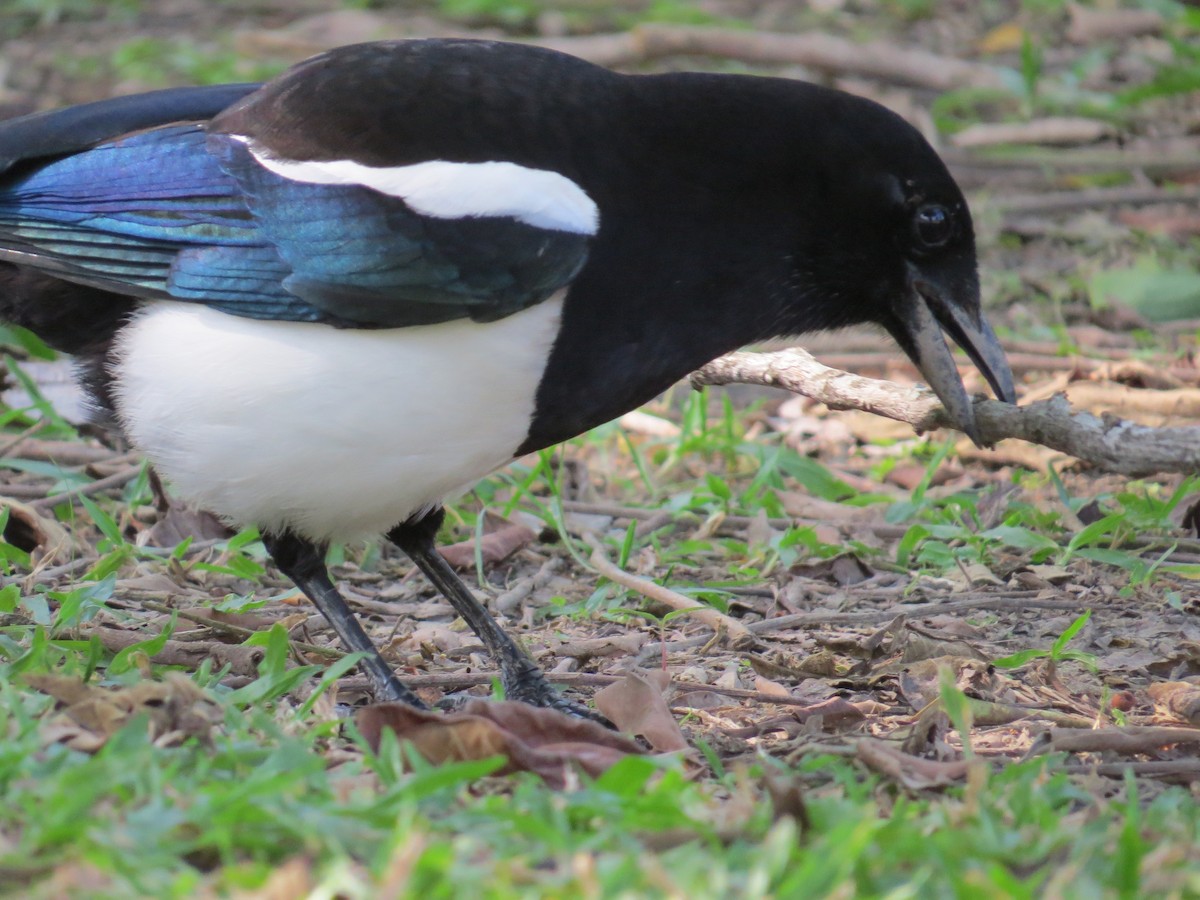 Oriental Magpie - ML647668758