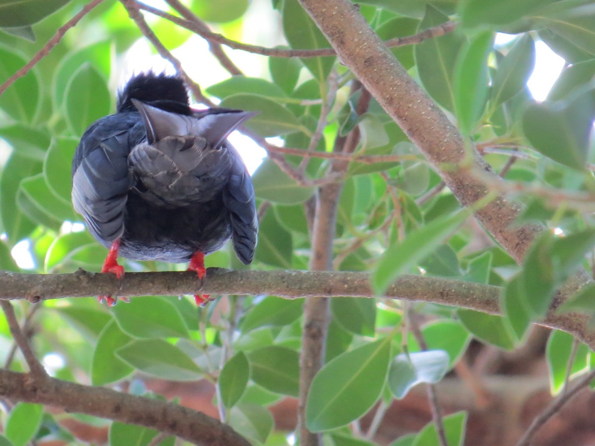 Black Bulbul - ML647668763