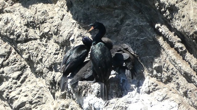 Pelagic Cormorant - ML647668764