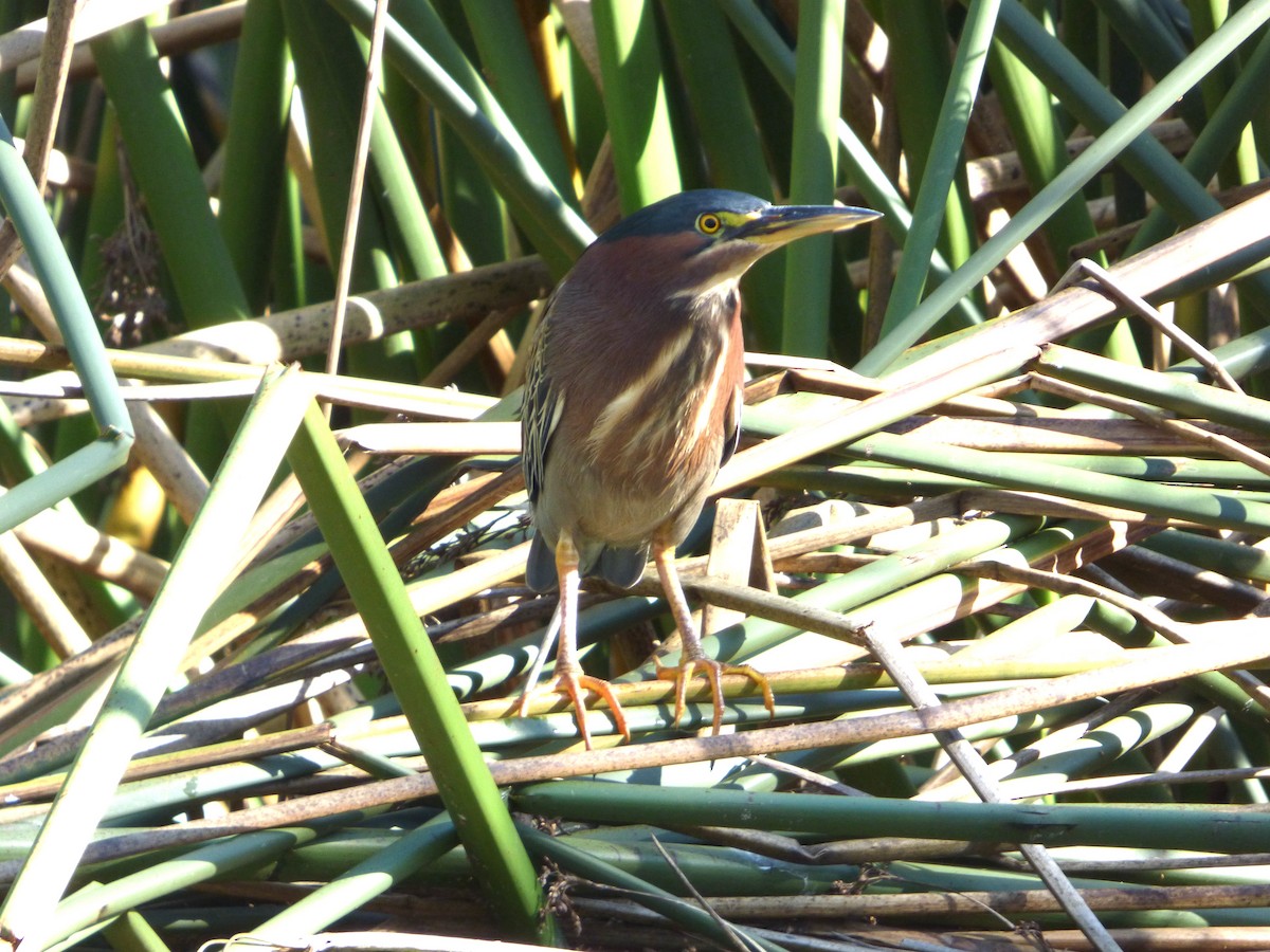 אנפית ירוקה - ML647668766