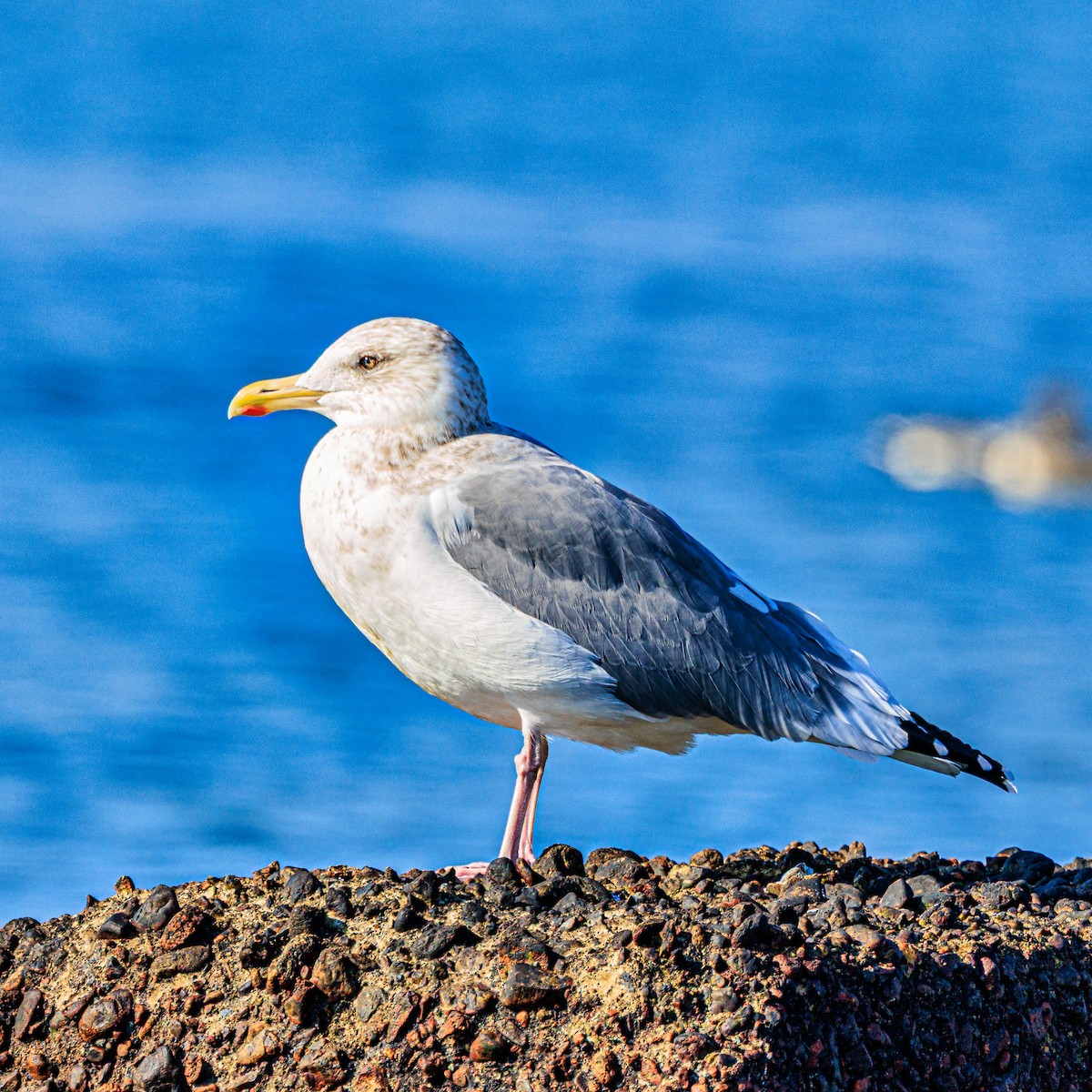שחף צפוני - ML647668767