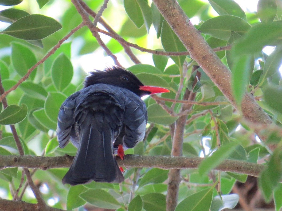 Black Bulbul - ML647668768