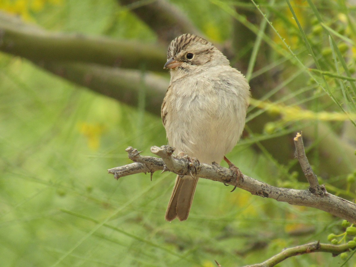 Brewer's Sparrow - ML647668773