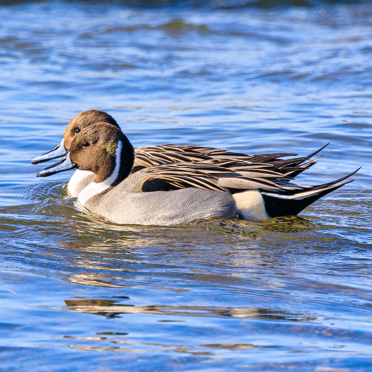 Northern Pintail - ML647668774