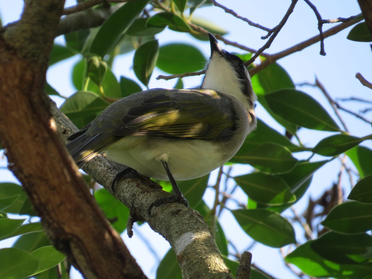 シロガシラ - ML647668776