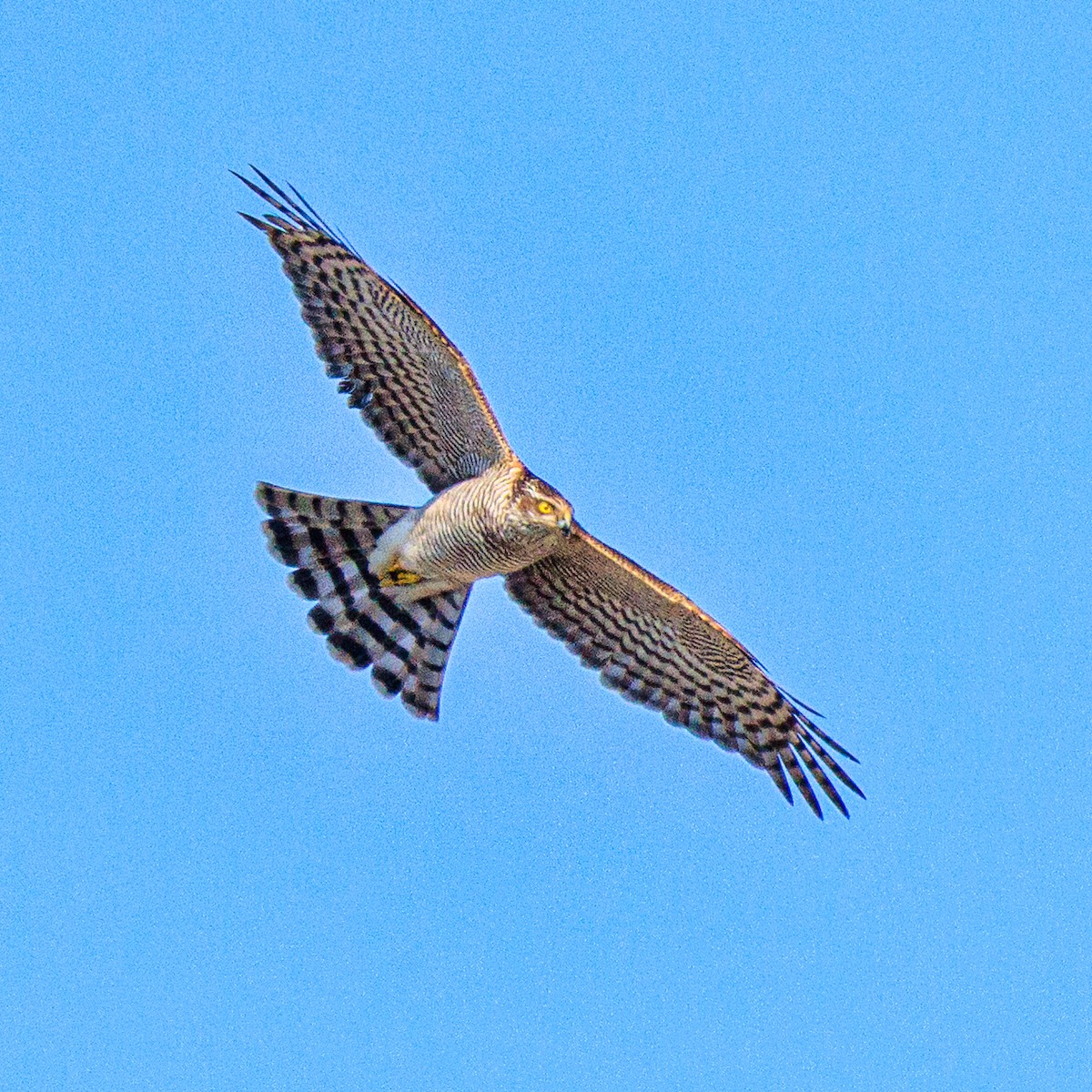 ハイタカ - ML647668778