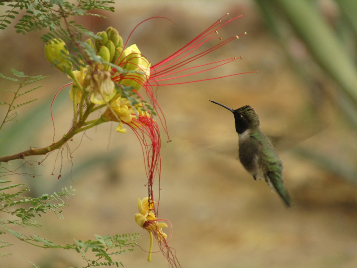 ノドグロハチドリ - ML647668779