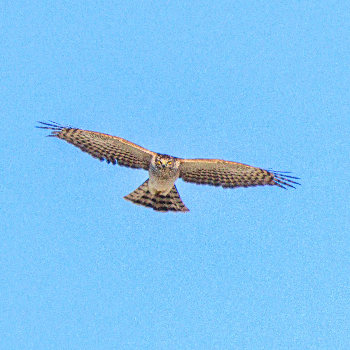 ハイタカ - ML647668780