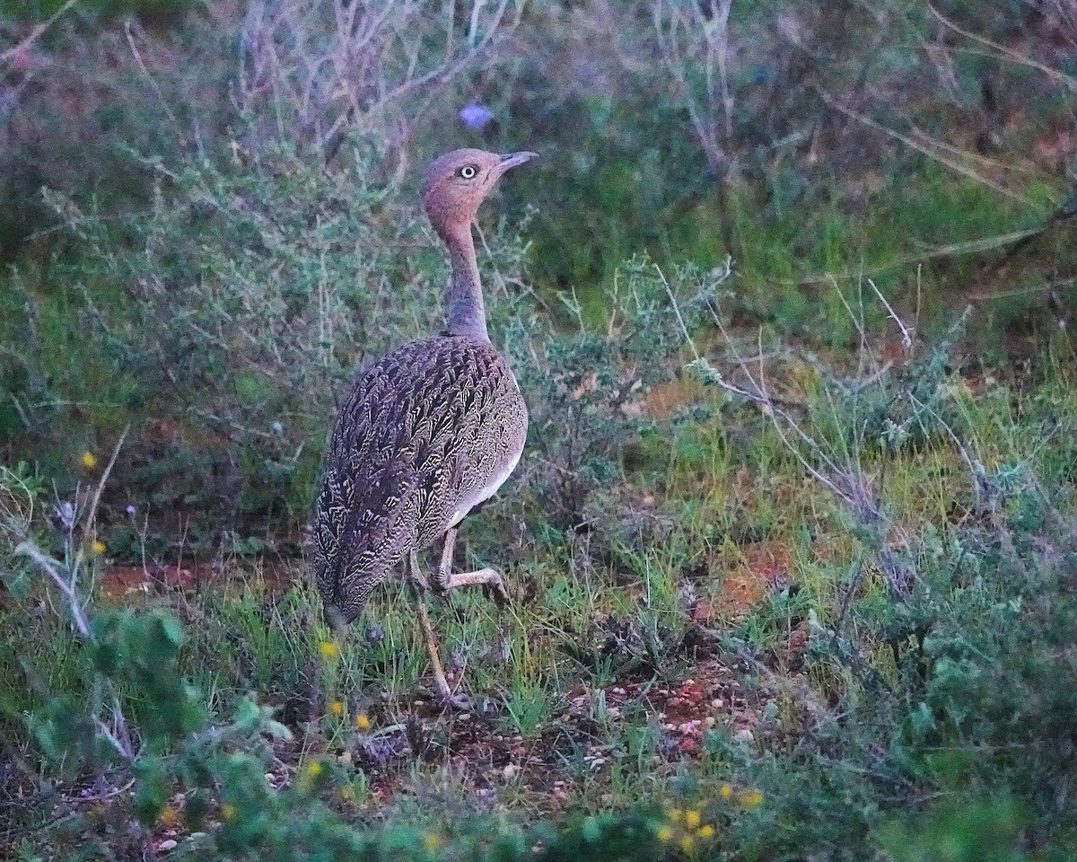 キタカンムリショウノガン - ML647668781