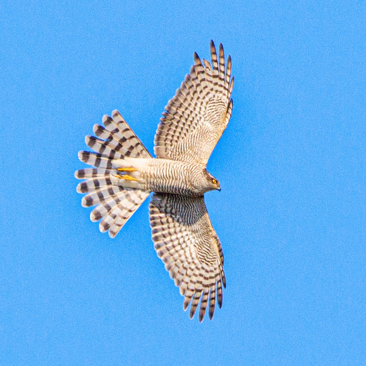 ハイタカ - ML647668782