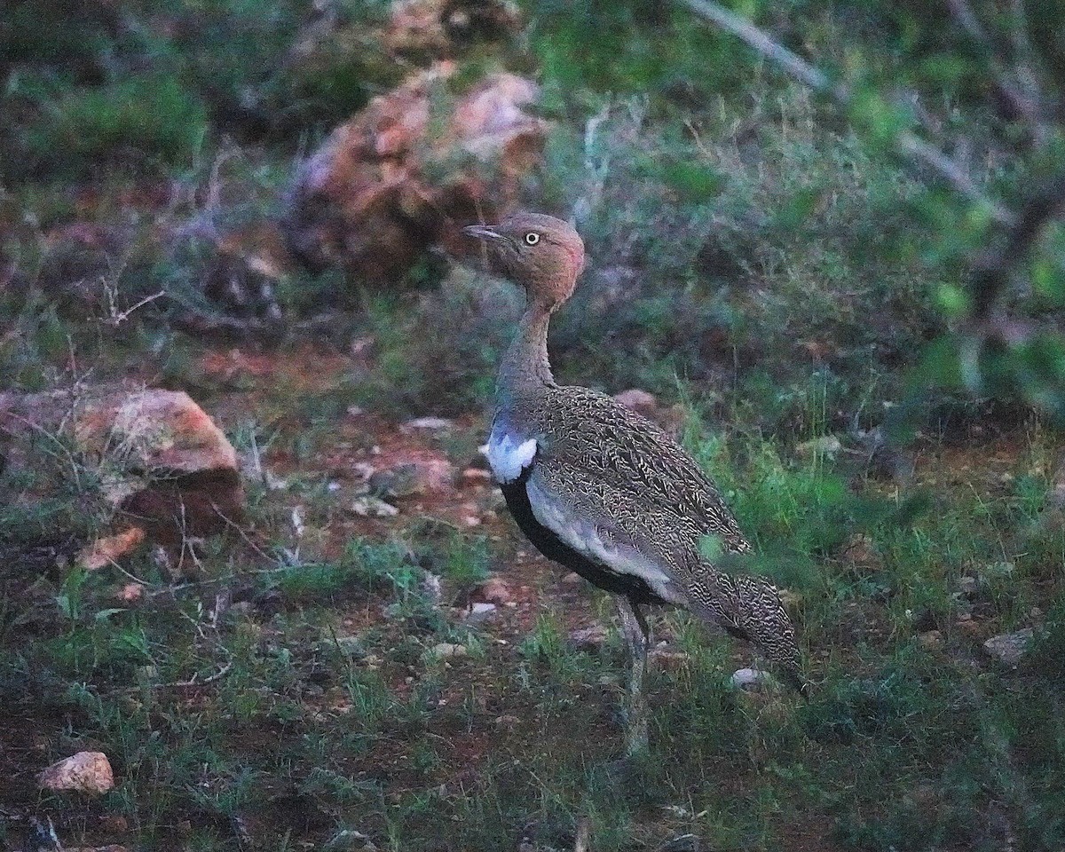 キタカンムリショウノガン - ML647668783