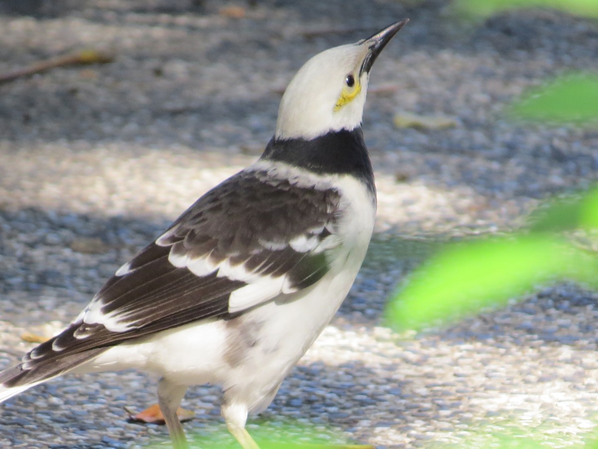 クビワムクドリ - ML647668784