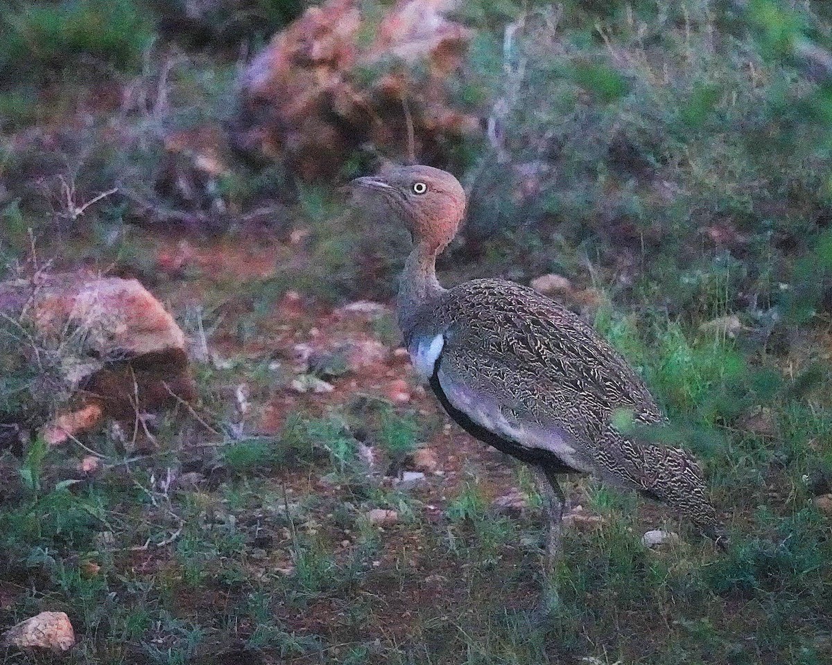 キタカンムリショウノガン - ML647668785