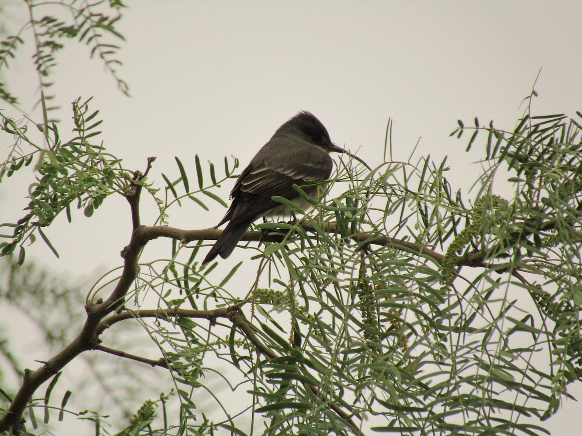 ニシモリタイランチョウ - ML647668786