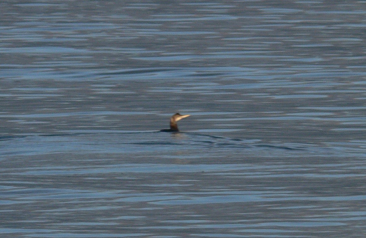 白嘴潛鳥 - ML647668787