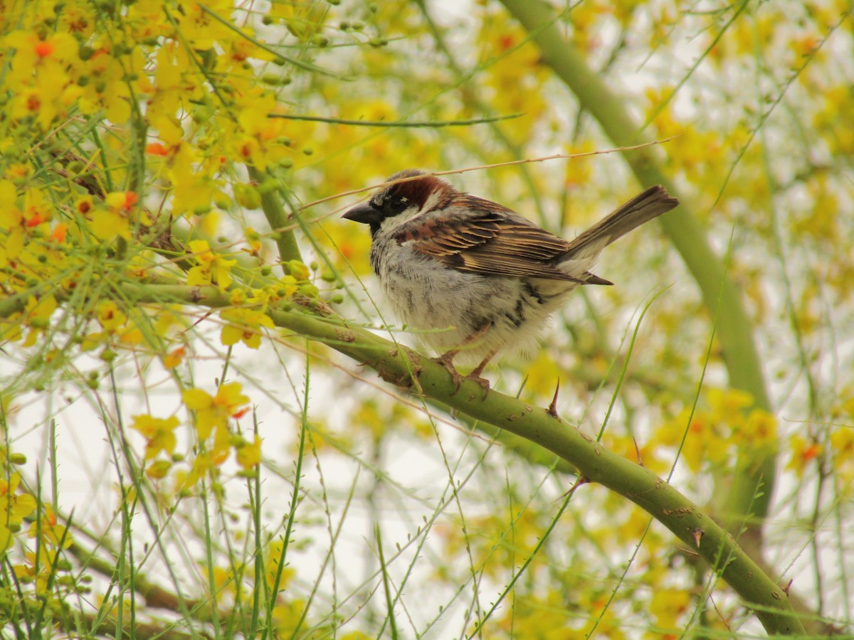 イエスズメ - ML647668788