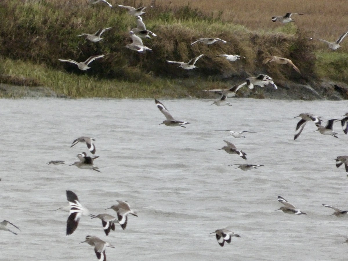 ハジロオオシギ（inornata） - ML647668789