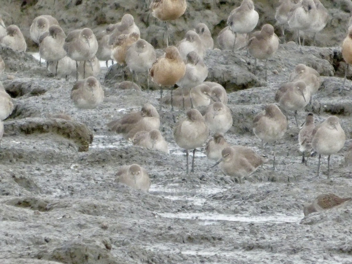 ハジロオオシギ（inornata） - ML647668790