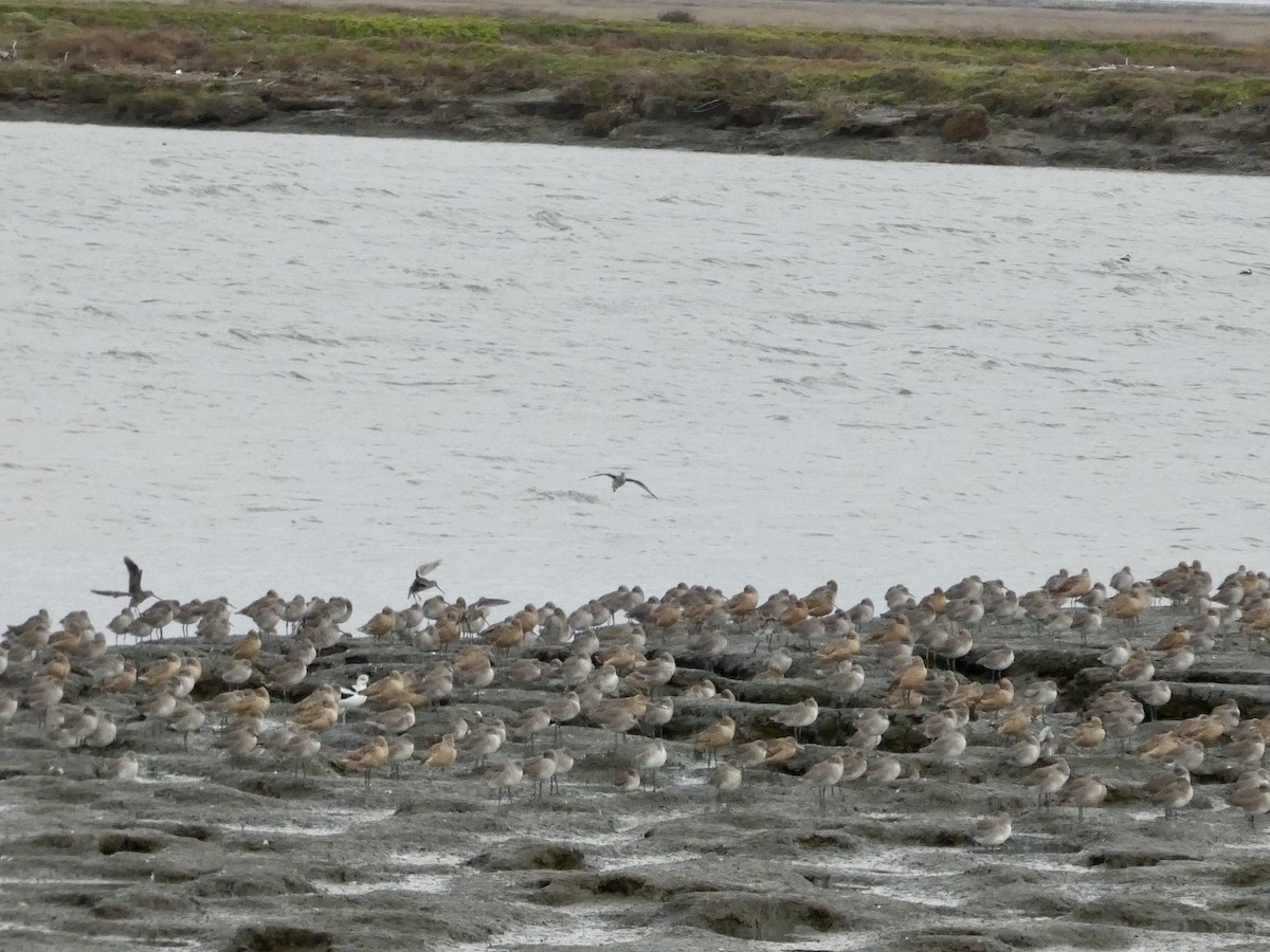 ハジロオオシギ（inornata） - ML647668791