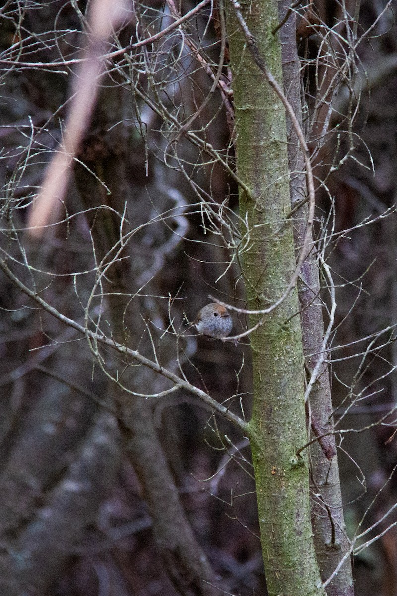 チャイロトゲハシムシクイ - ML647668792