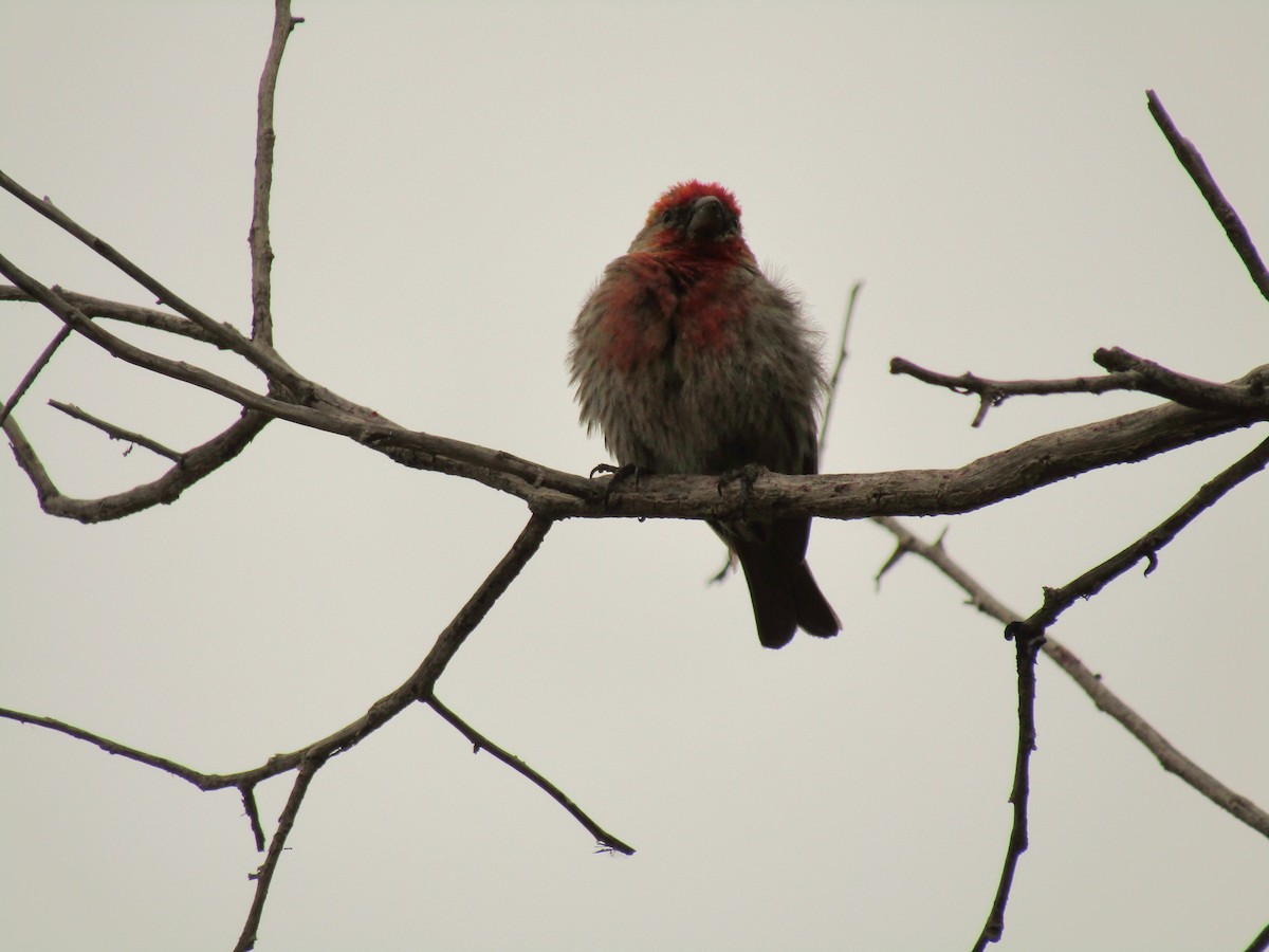 メキシコマシコ - ML647668793