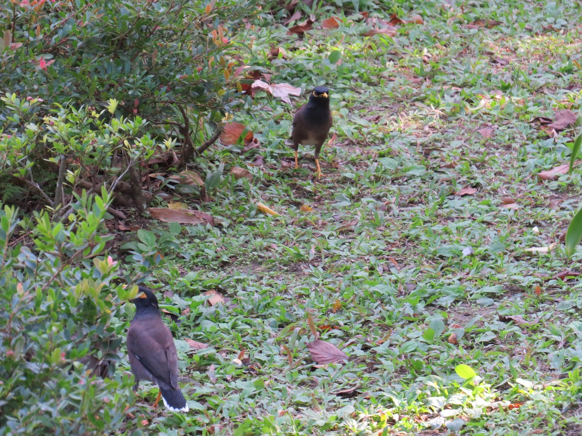 インドハッカ - ML647668794