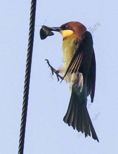 チャガシラハチクイ - ML647668796