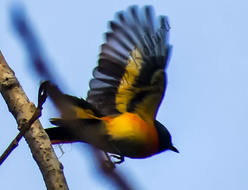 コサンショウクイ - ML647668797