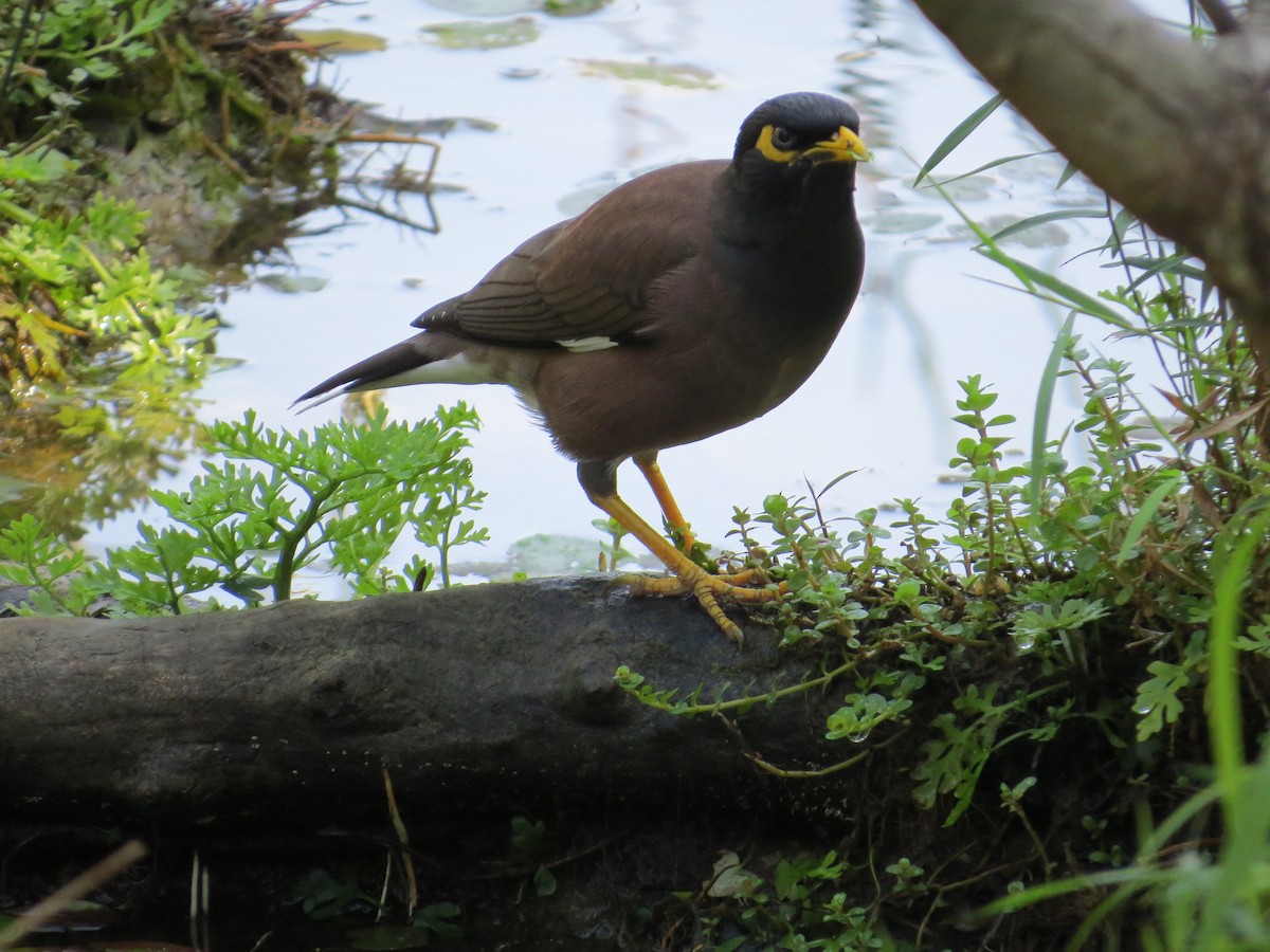 インドハッカ - ML647668798