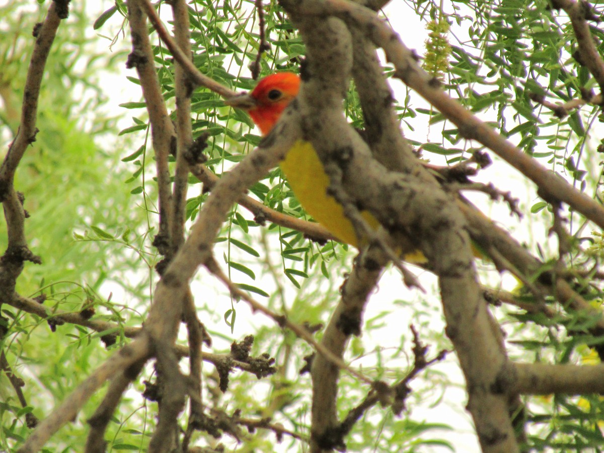 ニシフウキンチョウ - ML647668799