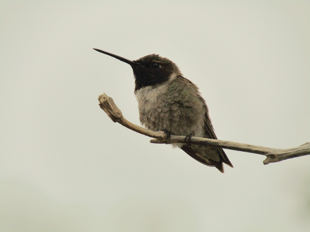 ノドグロハチドリ - ML647668800