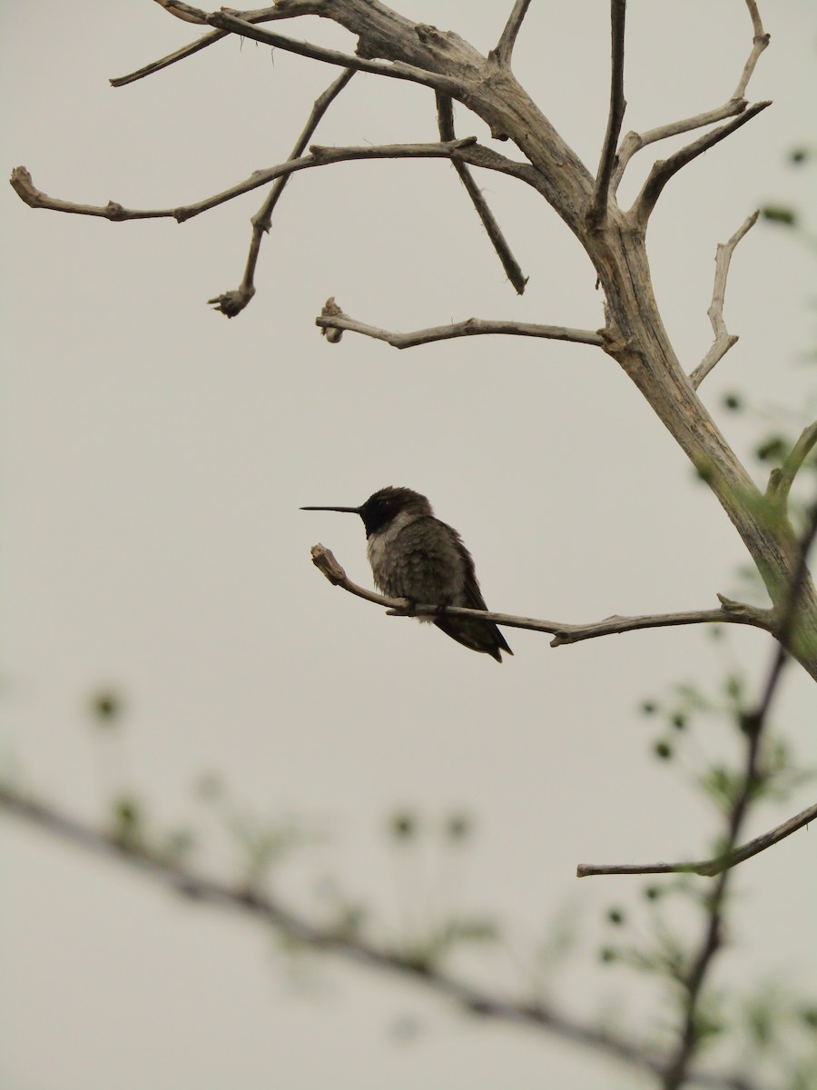 ノドグロハチドリ - ML647668801