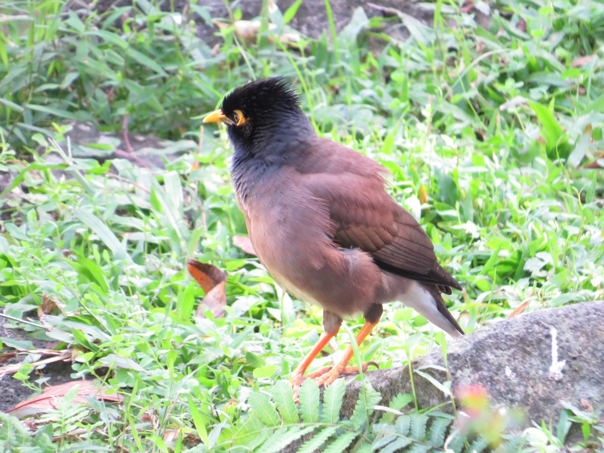 インドハッカ - ML647668802